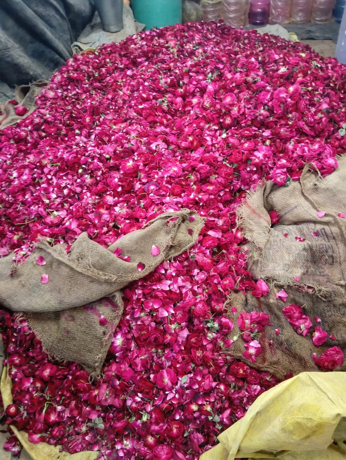Rose Processing